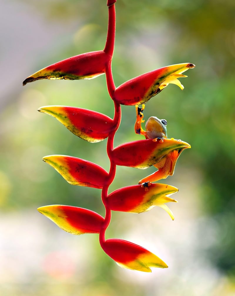 Hanging plant projects